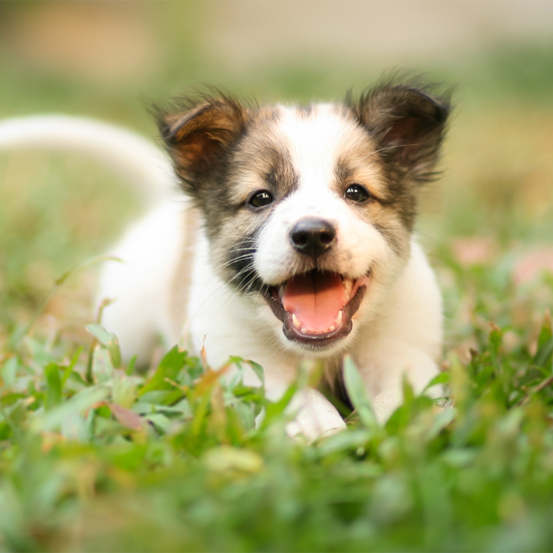 Alimento para cachorro